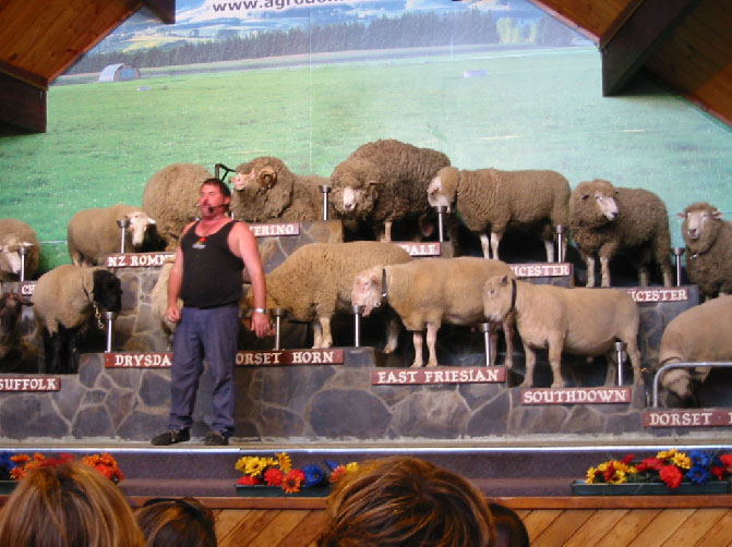 sheep at the sheep show